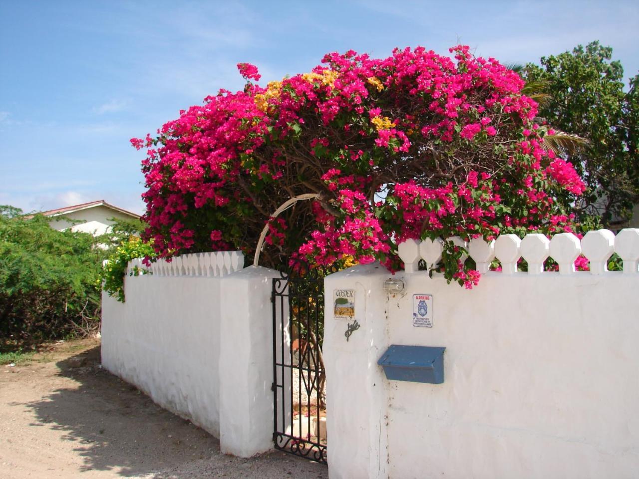 Villa Bougainvillea Aruba, the Tango Suite Palm Beach Bagian luar foto
